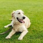 how-to-make-$100,000-a-year-with-a-pet-waste-removal-business