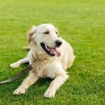 how-much-does-it-cost-to-own-a-dog?