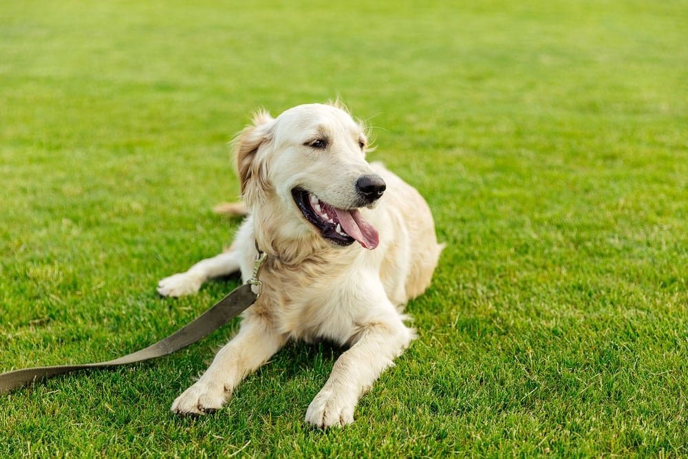 how-much-does-it-cost-to-own-a-dog?